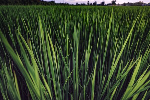 rice  paddy  field