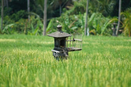 rice  paddy  bali