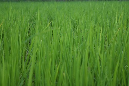 rice ch farming