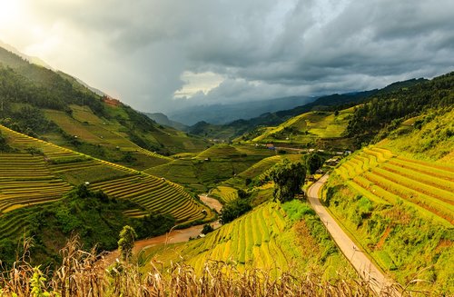 rice  road  landscape