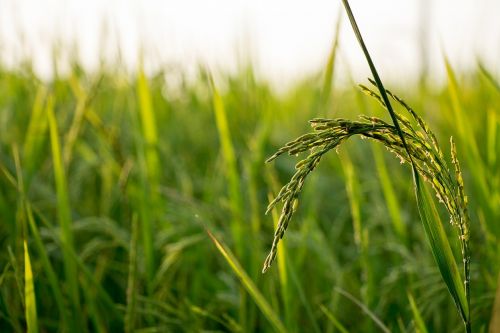 rice field farm