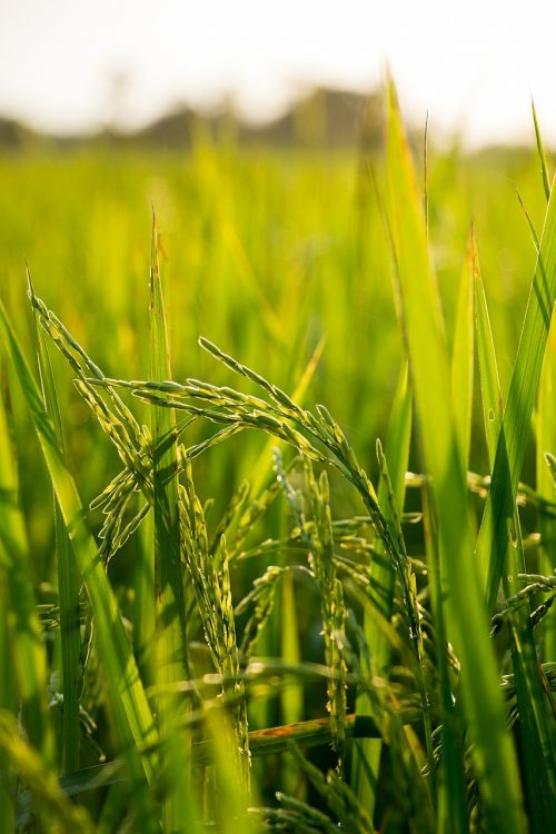 rice field farm