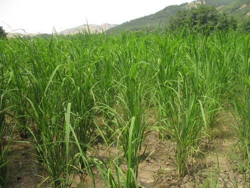 rice farm agriculture