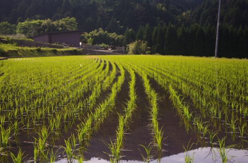 rice rice planting usd