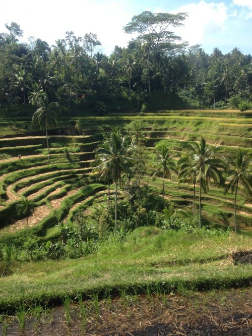 rice fields bali