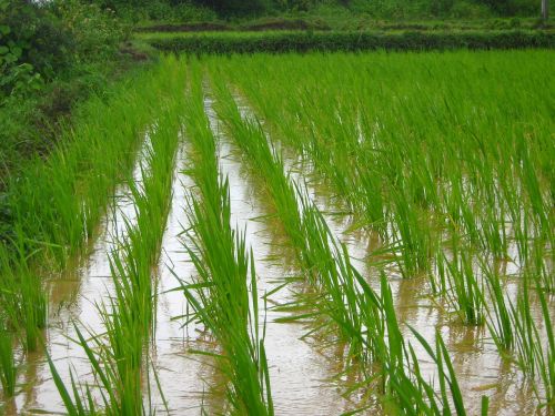 rice farm farming agriculture