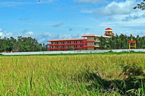 rice field paddy field