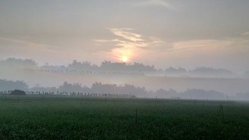 rice field sun rise morning