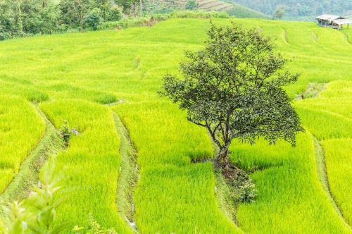 rice field chiang mai thailand