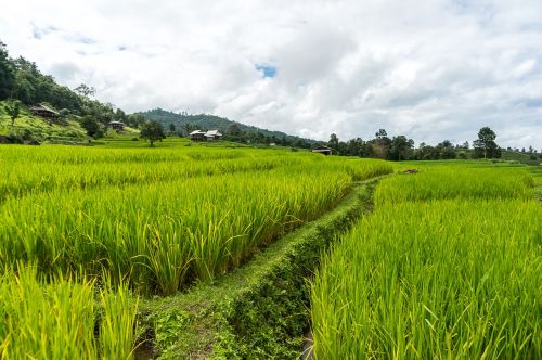 rice field rice terrace thailand