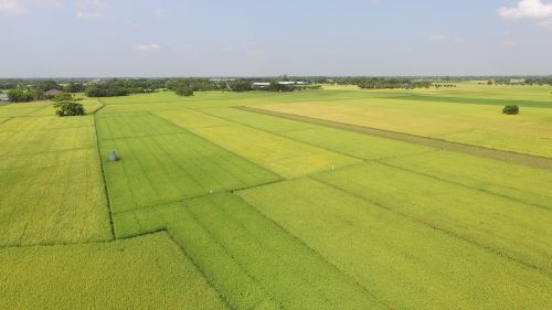 rice field green field aerial