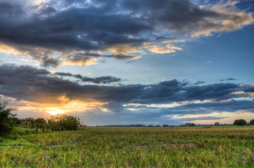rice field sunset nature