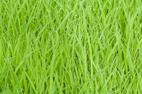 rice field green grass