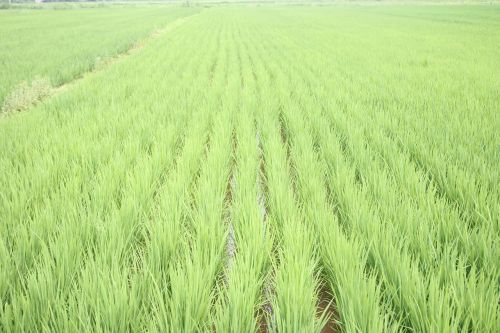 rice field green paddy