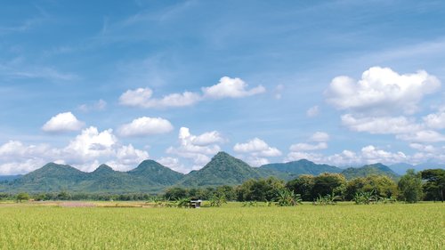rice field  field  indonesian