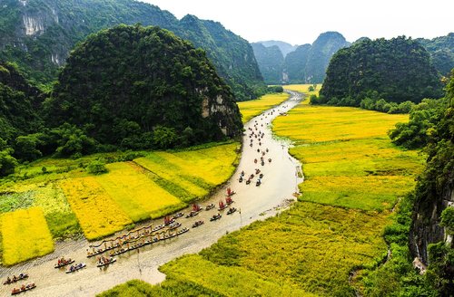 rice field  dragon boats  water