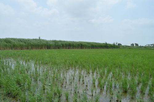 rice field crop agriculture