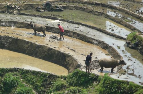 rice fields mud bullocks