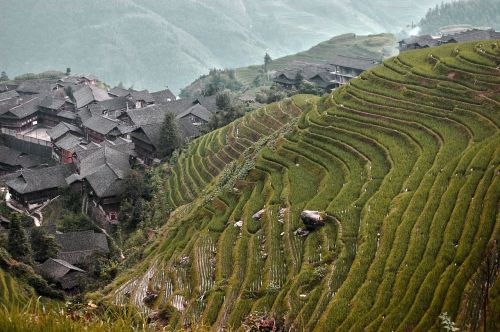 rice fields china view