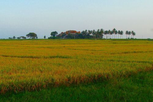 rice fields ripe rice golden