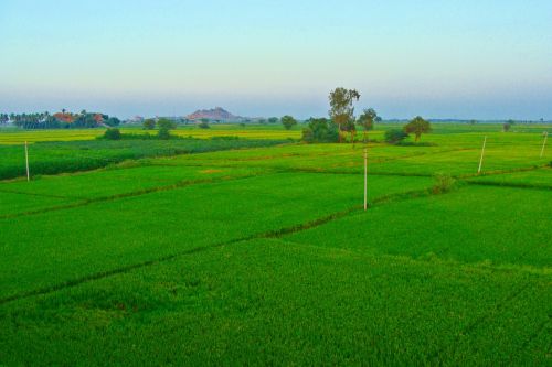 rice fields paddy cultivation tungabhadra plains