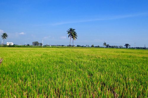 rice fields gangavati karnataka