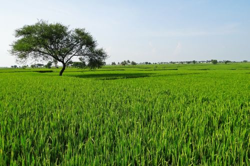 rice fields gangavati karnataka