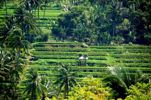 rice fields nature bali