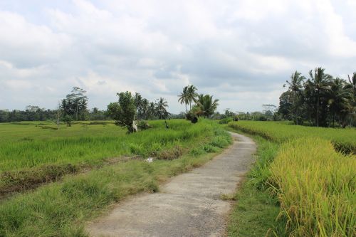 rice fields farm road