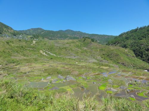 rice fields rice terraces fields