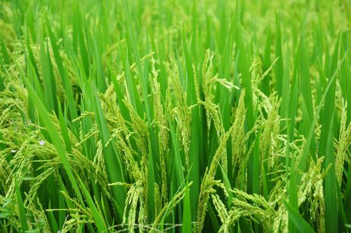 rice field paddy