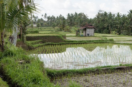 rice paddies  rice paddy  rice field