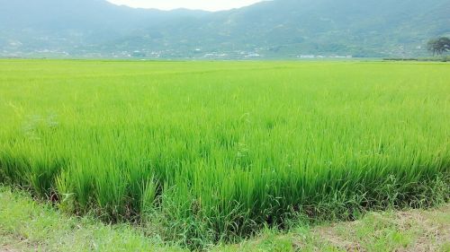 rice paddies grain nature