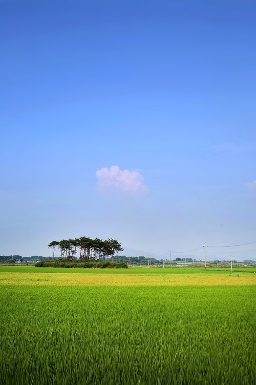 rice paddies  ch  rural