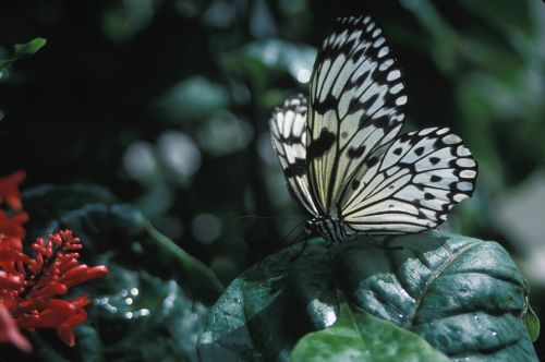 rice paper butterfly insect macro