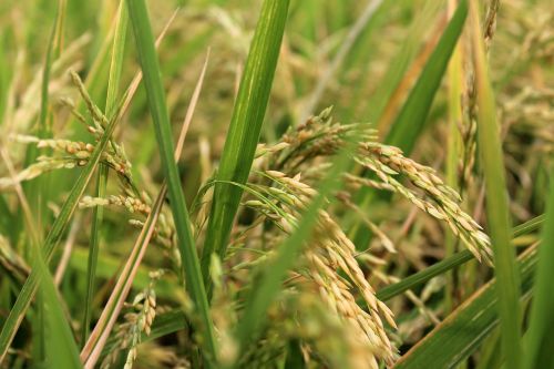 rice planet rice field