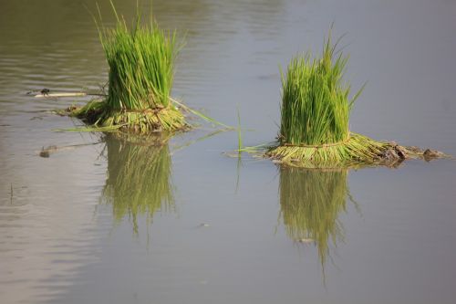 rice plant water shadow