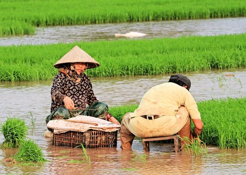 rice plants  spring  woman