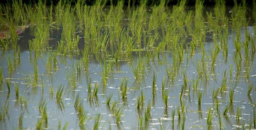 rice shoots rice rice field