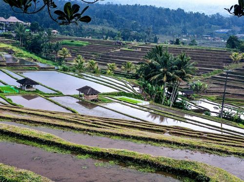 rice terrace rice fields rice paddies