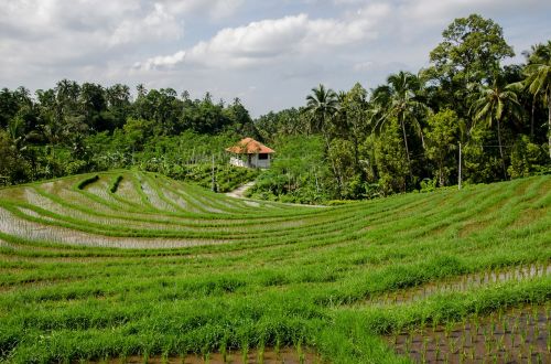 rice terraces paddy paddies