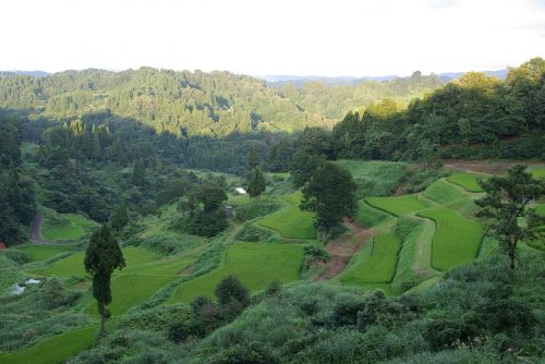 rice terraces japan green