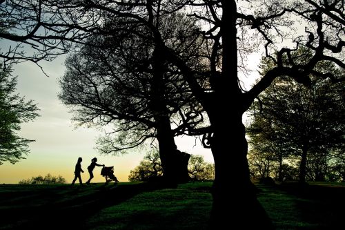 richmond park london sunset