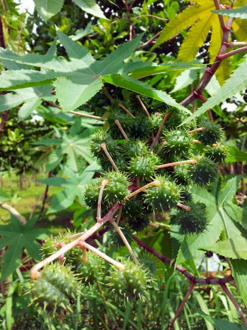 Ricinus  Seeds And Plant