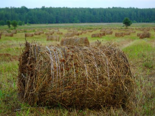 rick hay straw