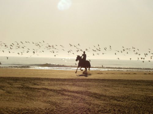 ride horse beach