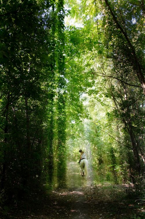 rider forest light