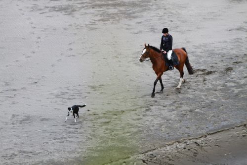 rider beach horse