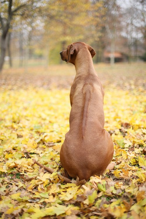 ridge  ridgeback  autumn