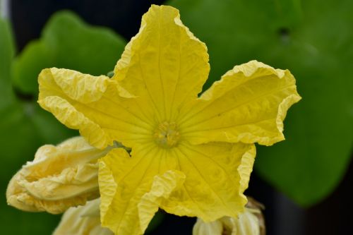 ridge gourd flower ridge gourd yellow flower